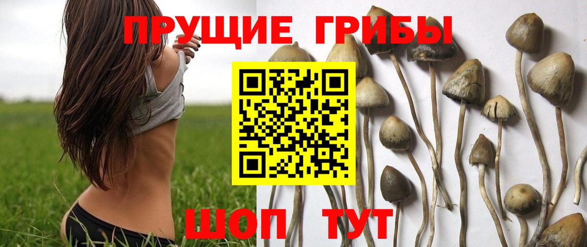 Галлюциногенные грибы Psilocybe Мирный